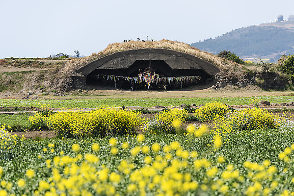 포토 JPG 주간 여행 유적지 한국 풍경 사람없음 야외 관광지 제주도 맑음 봄 문화재 유채 격납고 유채밭 제주도여행 알뜨르비행장 다크투어리즘 43유적지 국내포토 자연요소 계절 꽃 아시아 고건축 밭 날씨 서귀포 파일형식