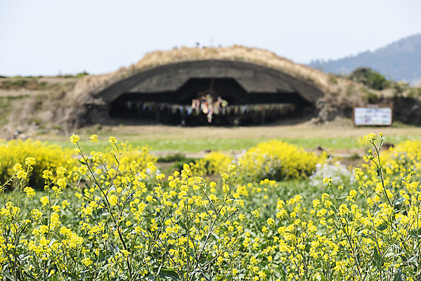 포토 JPG 주간 여행 유적지 한국 풍경 사람없음 야외 관광지 제주도 맑음 봄 문화재 유채 격납고 유채밭 제주도여행 알뜨르비행장 다크투어리즘 43유적지 국내포토 자연요소 계절 꽃 아시아 고건축 밭 날씨 서귀포 파일형식