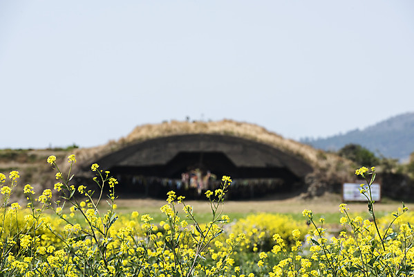 포토 JPG 주간 여행 유적지 하늘 한국 풍경 사람없음 야외 아웃포커스 관광지 제주도 맑음 봄 문화재 유채 격납고 유채밭 제주도여행 알뜨르비행장 다크투어리즘 43유적지 국내포토 자연요소 계절 꽃 아시아 고건축 밭 날씨 촬영기법 서귀포 파일형식
