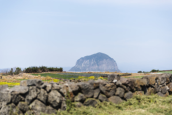 포토 JPG 주간 섬 여행 유적지 하늘 한국 돌담 풍경 사람없음 야외 관광지 제주도 맑음 봄 문화재 유채 격납고 제주도여행 알뜨르비행장 다크투어리즘 43유적지 국내포토 자연요소 계절 꽃 아시아 고건축 날씨 담장 돌_바위 서귀포 파일형식