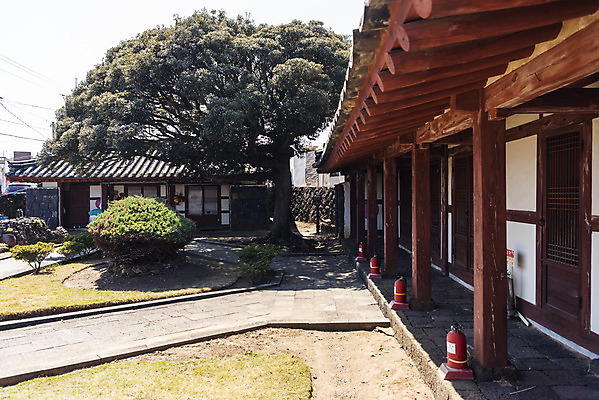 포토 JPG 주간 나무 여행 유적지 한국 풍경 사람없음 야외 관광지 제주도 맑음 봄 문화재 제주도여행 신촌향사 국내포토 자연요소 식물 계절 아시아 고건축 날씨 파일형식