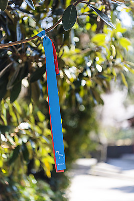 포토 JPG 주간 나무 리본 여행 유적지 나뭇잎 한국 풍경 사람없음 야외 아웃포커스 관광지 제주도 맑음 봄 문화재 올레길 제주도여행 간세 불탑사 국내포토 자연요소 식물 계절 아시아 길 고건축 잎 날씨 촬영기법 사찰 파일형식