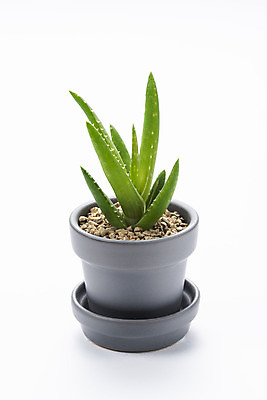 포토 JPG 스튜디오촬영 식물 화분 화초 자연 실내 누끼 취미 사람없음 한개 오브젝트 흰배경 원예 다육식물 알로에 국내포토 1 백그라운드 내부 흰색 생태계 파일형식