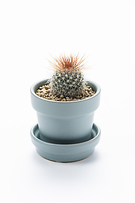 포토 JPG 스튜디오촬영 식물 화분 화초 자연 선인장 실내 누끼 취미 사람없음 한개 오브젝트 흰배경 원예 다육식물 성성환 국내포토 1 백그라운드 내부 흰색 생태계 파일형식