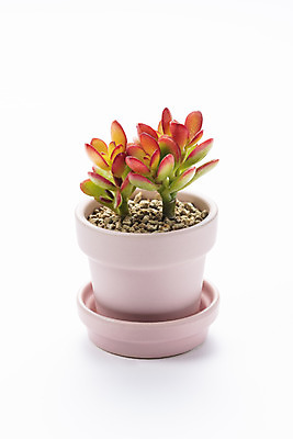 포토 JPG 스튜디오촬영 식물 화분 화초 자연 실내 누끼 취미 사람없음 한개 오브젝트 흰배경 원예 다육식물 미니염좌 국내포토 1 백그라운드 내부 흰색 생태계 파일형식