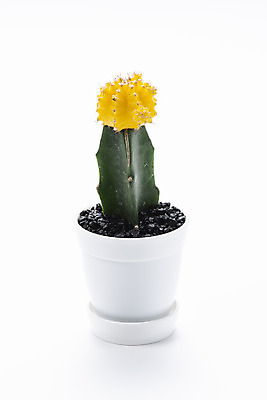 포토 JPG 스튜디오촬영 식물 화분 화초 자연 선인장 실내 누끼 취미 사람없음 한개 오브젝트 흰배경 원예 다육식물 비모란 국내포토 1 백그라운드 내부 흰색 생태계 파일형식