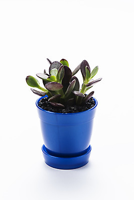 포토 JPG 스튜디오촬영 식물 화분 화초 자연 실내 누끼 취미 사람없음 한개 오브젝트 흰배경 원예 다육식물 염좌 국내포토 1 백그라운드 내부 흰색 생태계 파일형식