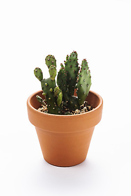 포토 JPG 스튜디오촬영 식물 화분 화초 자연 선인장 실내 누끼 취미 사람없음 한개 오브젝트 흰배경 원예 다육식물 군선 국내포토 1 백그라운드 내부 흰색 생태계 파일형식