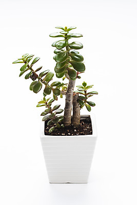 포토 JPG 스튜디오촬영 식물 화분 화초 자연 실내 누끼 취미 사람없음 한개 오브젝트 흰배경 원예 다육식물 염좌 국내포토 1 백그라운드 내부 흰색 생태계 파일형식