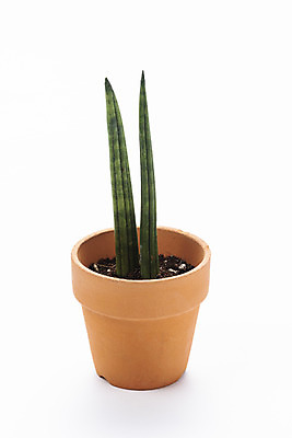 포토 JPG 스튜디오촬영 식물 화분 화초 자연 실내 누끼 취미 사람없음 한개 오브젝트 흰배경 원예 다육식물 스투키 국내포토 1 백그라운드 내부 흰색 생태계 파일형식