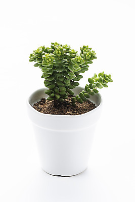 포토 JPG 스튜디오촬영 식물 화분 화초 자연 실내 누끼 취미 사람없음 한개 오브젝트 흰배경 원예 다육식물 옵투샤 국내포토 1 백그라운드 내부 흰색 생태계 파일형식