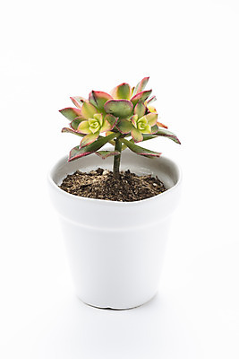 포토 JPG 스튜디오촬영 식물 화분 화초 자연 실내 누끼 취미 사람없음 한개 오브젝트 흰배경 원예 까라솔 다육식물 국내포토 1 백그라운드 내부 흰색 생태계 파일형식