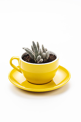 포토 JPG 스튜디오촬영 식물 화분 화초 자연 선인장 실내 누끼 취미 사람없음 한개 오브젝트 흰배경 원예 다육식물 백단 국내포토 1 백그라운드 내부 흰색 생태계 파일형식