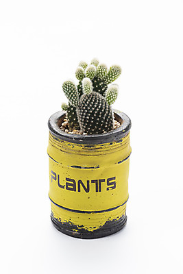 포토 JPG 스튜디오촬영 식물 화분 화초 자연 선인장 실내 누끼 취미 사람없음 한개 오브젝트 흰배경 원예 다육식물 백도선 국내포토 1 백그라운드 내부 흰색 생태계 파일형식