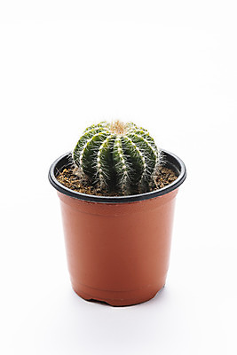 포토 JPG 스튜디오촬영 식물 화분 화초 자연 선인장 실내 누끼 취미 사람없음 한개 오브젝트 흰배경 원예 금호선인장 다육식물 국내포토 1 백그라운드 내부 흰색 생태계 파일형식