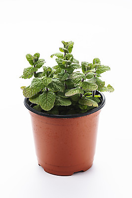 포토 JPG 스튜디오촬영 식물 화분 화초 자연 실내 누끼 취미 사람없음 한개 민트 허브 오브젝트 흰배경 원예 다육식물 국내포토 1 백그라운드 내부 흰색 생태계 파일형식