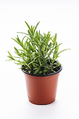 포토 JPG 스튜디오촬영 식물 화분 화초 자연 실내 누끼 취미 사람없음 한개 오브젝트 흰배경 원예 로즈메리 다육식물 국내포토 1 백그라운드 내부 흰색 허브 생태계 파일형식