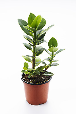 포토 JPG 스튜디오촬영 식물 화분 화초 자연 실내 누끼 취미 사람없음 한개 오브젝트 흰배경 원예 다육식물 인도고무나무 국내포토 1 백그라운드 내부 흰색 생태계 파일형식