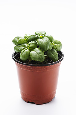 포토 JPG 스튜디오촬영 식물 화분 화초 자연 실내 누끼 취미 사람없음 한개 허브 오브젝트 흰배경 원예 바질 다육식물 국내포토 1 백그라운드 내부 흰색 생태계 파일형식