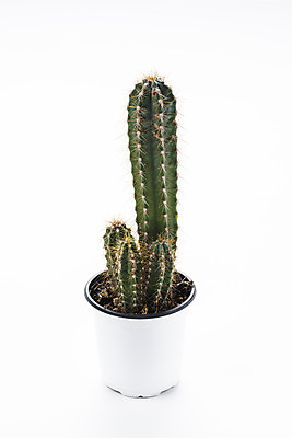 포토 JPG 스튜디오촬영 식물 화분 화초 자연 선인장 실내 누끼 취미 사람없음 한개 오브젝트 흰배경 원예 다육식물 금천각 국내포토 1 백그라운드 내부 흰색 생태계 파일형식