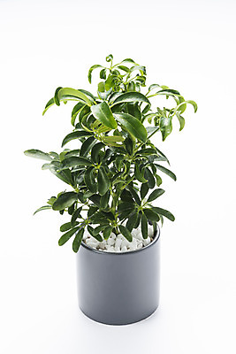 포토 JPG 스튜디오촬영 식물 화분 화초 자연 실내 누끼 취미 사람없음 한개 오브젝트 흰배경 원예 다육식물 홍콩야자 국내포토 1 백그라운드 내부 흰색 생태계 파일형식