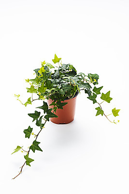 포토 JPG 스튜디오촬영 식물 화분 화초 자연 실내 누끼 취미 사람없음 하이앵글 한개 오브젝트 흰배경 원예 아이비 다육식물 국내포토 1 뷰포인트 백그라운드 내부 흰색 생태계 파일형식