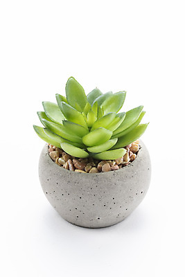 포토 JPG 스튜디오촬영 식물 화분 화초 자연 실내 누끼 취미 사람없음 한개 오브젝트 흰배경 원예 다육식물 사보에나 국내포토 1 백그라운드 내부 흰색 생태계 파일형식