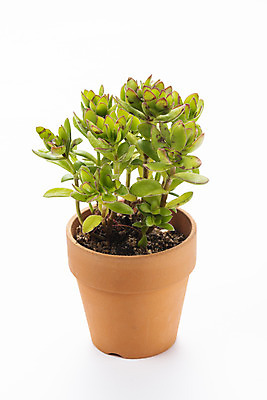 포토 JPG 스튜디오촬영 식물 화분 화초 자연 실내 누끼 취미 사람없음 한개 오브젝트 흰배경 원예 다육식물 미니염좌 국내포토 1 백그라운드 내부 흰색 생태계 파일형식