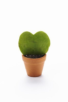 포토 JPG 스튜디오촬영 식물 화분 화초 자연 실내 누끼 취미 사람없음 한개 오브젝트 흰배경 원예 다육식물 하트호야 국내포토 1 백그라운드 내부 흰색 생태계 파일형식