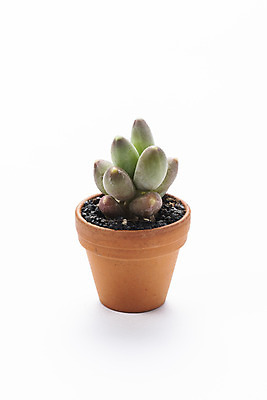 포토 JPG 스튜디오촬영 식물 화분 화초 자연 실내 누끼 취미 사람없음 한개 오브젝트 흰배경 원예 다육식물 천대전송 국내포토 1 백그라운드 내부 흰색 생태계 파일형식