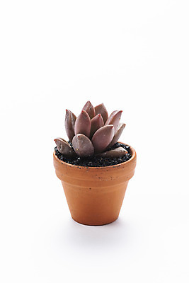 포토 JPG 스튜디오촬영 식물 화분 화초 자연 실내 누끼 취미 사람없음 한개 오브젝트 흰배경 원예 다육식물 루비도나 국내포토 1 백그라운드 내부 흰색 생태계 파일형식