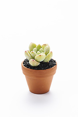 포토 JPG 스튜디오촬영 식물 화분 화초 자연 실내 누끼 취미 사람없음 한개 오브젝트 흰배경 원예 다육식물 라울 국내포토 1 백그라운드 내부 흰색 생태계 파일형식