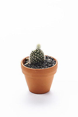 포토 JPG 스튜디오촬영 식물 화분 화초 자연 실내 누끼 취미 사람없음 한개 오브젝트 흰배경 원예 다육식물 백도선 국내포토 1 백그라운드 선인장 내부 흰색 생태계 파일형식