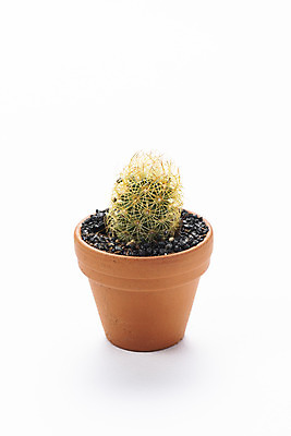 포토 JPG 스튜디오촬영 식물 화분 화초 자연 실내 누끼 취미 사람없음 한개 오브젝트 흰배경 원예 다육식물 황금사 국내포토 1 백그라운드 선인장 내부 흰색 생태계 파일형식