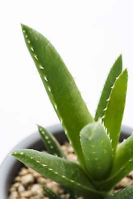 포토 JPG 스튜디오촬영 식물 화분 화초 자연 실내 누끼 근접촬영 취미 사람없음 한개 오브젝트 흰배경 원예 다육식물 알로에 국내포토 1 뷰포인트 백그라운드 내부 흰색 생태계 파일형식