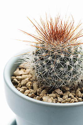 포토 JPG 스튜디오촬영 식물 화분 화초 자연 실내 누끼 근접촬영 취미 사람없음 한개 오브젝트 흰배경 원예 다육식물 성성환 국내포토 1 뷰포인트 백그라운드 내부 흰색 생태계 파일형식