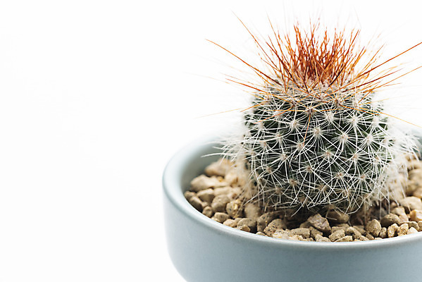 포토 JPG 스튜디오촬영 식물 화분 화초 자연 실내 누끼 근접촬영 취미 사람없음 한개 오브젝트 흰배경 원예 다육식물 성성환 국내포토 1 뷰포인트 백그라운드 내부 흰색 생태계 파일형식