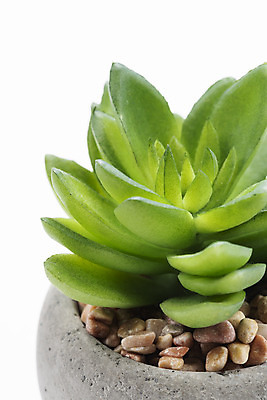 포토 JPG 스튜디오촬영 식물 화분 화초 자연 실내 누끼 근접촬영 취미 사람없음 한개 오브젝트 흰배경 원예 다육식물 사보에나 국내포토 1 뷰포인트 백그라운드 내부 흰색 생태계 파일형식