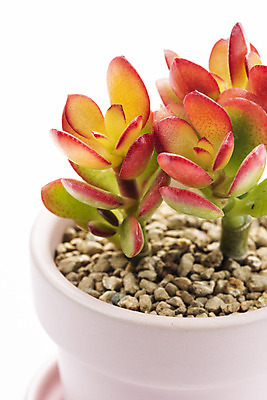 포토 JPG 스튜디오촬영 식물 화분 화초 자연 실내 누끼 근접촬영 취미 사람없음 한개 오브젝트 흰배경 원예 다육식물 미니염좌 국내포토 1 뷰포인트 백그라운드 내부 흰색 생태계 파일형식