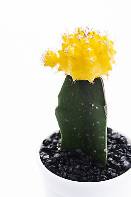 포토 JPG 스튜디오촬영 식물 화분 화초 자연 실내 누끼 근접촬영 취미 사람없음 한개 오브젝트 흰배경 원예 다육식물 비모란 국내포토 1 뷰포인트 백그라운드 선인장 내부 흰색 생태계 파일형식