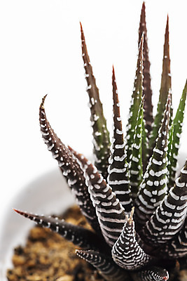 포토 JPG 스튜디오촬영 식물 화분 화초 자연 실내 누끼 근접촬영 취미 사람없음 한개 오브젝트 흰배경 원예 다육식물 십이지곤 국내포토 1 뷰포인트 백그라운드 내부 흰색 생태계 파일형식