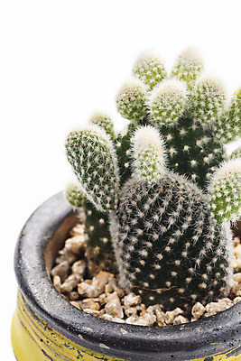 포토 JPG 스튜디오촬영 식물 화분 화초 자연 실내 누끼 근접촬영 취미 사람없음 한개 오브젝트 흰배경 원예 다육식물 백도선 국내포토 1 뷰포인트 백그라운드 선인장 내부 흰색 생태계 파일형식