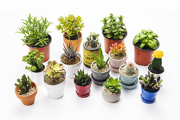 포토 JPG 스튜디오촬영 식물 화분 화초 자연 선인장 실내 누끼 취미 사람없음 하이앵글 여러개 다양 민트 오브젝트 흰배경 원예 바질 로즈메리 까라솔 다육식물 백도선 알로에 성성환 미니염좌 비모란 희성 군선 염좌 십이지곤 사보에나 국내포토 뷰포인트 다수 백그라운드 내부 흰색 허브 생태계 파일형식