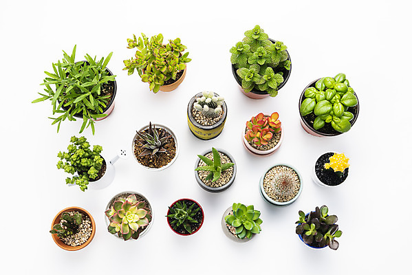 포토 JPG 스튜디오촬영 식물 화분 화초 자연 선인장 실내 누끼 취미 사람없음 하이앵글 여러개 다양 민트 오브젝트 흰배경 원예 바질 로즈메리 까라솔 다육식물 백도선 알로에 플랫레이 성성환 미니염좌 비모란 희성 군선 염좌 십이지곤 사보에나 국내포토 뷰포인트 다수 백그라운드 내부 흰색 플랫 허브 생태계 파일형식