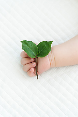 포토 JPG 스튜디오촬영 손 남자 자연 휴식 나뭇잎 한손 실내 한명 근접촬영 신체부위 새싹 평화 귀여움 주먹 육아 성장 아기 돌봄 천진난만 남자아기한명만 국내포토 식물 1 뷰포인트 컨셉 잎 모션 사람 내부 생태계 남자한명만 남자아기만 파일형식