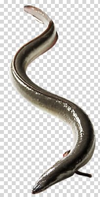 편집이미지 한마리 식재료 사람없음 장어 PNG 편집소스 1 어류 파일형식