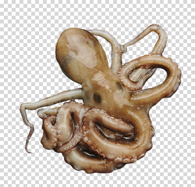 편집이미지 식재료 어패류 사람없음 해산물 낙지 PNG 편집소스 동물 연체동물 수중동물 파일형식