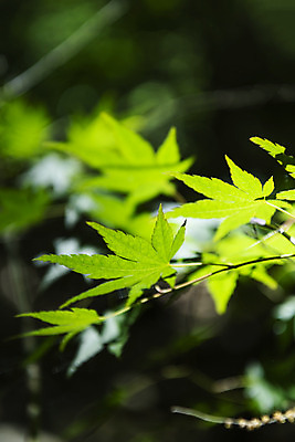 포토 JPG 주간 여행 자연 나뭇잎 한국 풍경 사람없음 야외 아웃포커스 관광지 봄 국내여행 양평 용문산 국내포토 자연요소 계절 아시아 잎 산 촬영기법 생태계 경기도 파일형식