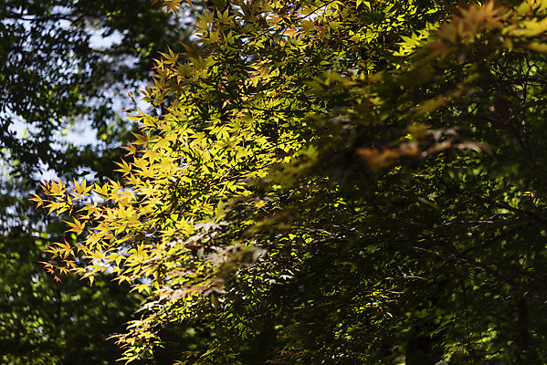 포토 JPG 주간 나무 여행 자연 나뭇잎 한국 풍경 사람없음 야외 관광지 햇빛 봄 국내여행 양평 용문산 국내포토 자연요소 식물 계절 아시아 잎 산 태양 생태계 경기도 파일형식