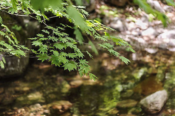 포토 JPG 주간 나무 여행 자연 나뭇잎 한국 풍경 사람없음 야외 관광지 계곡 봄 국내여행 양평 용문산 국내포토 자연요소 식물 계절 아시아 잎 산 생태계 경기도 파일형식